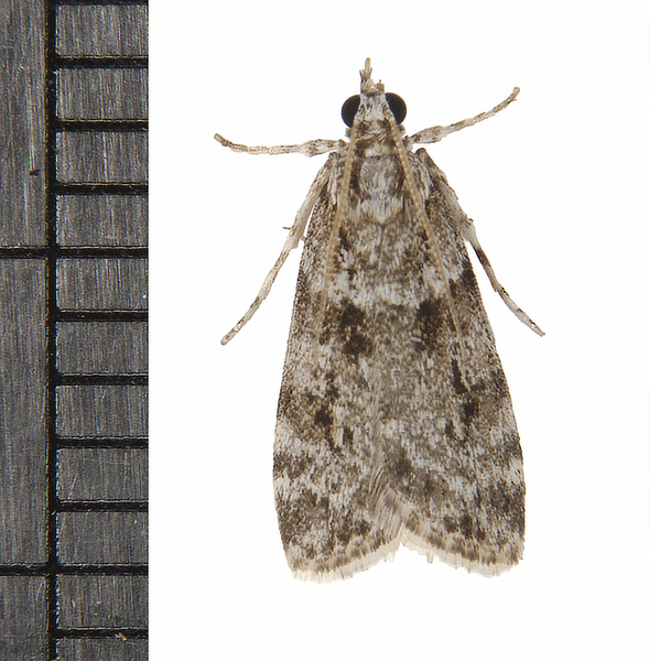 Scoparia7213