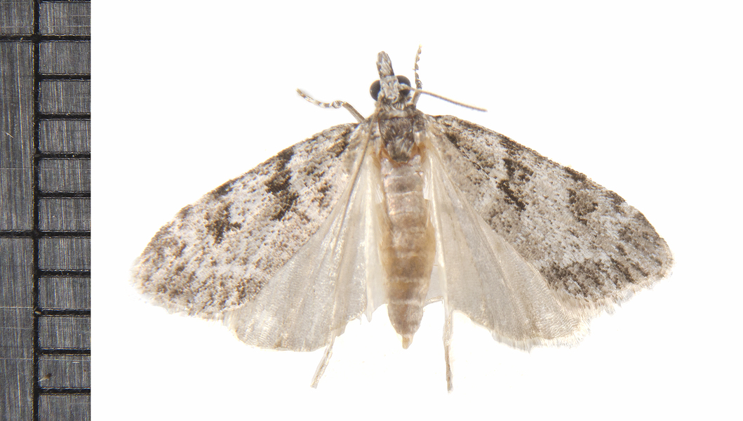 Scoparia7517