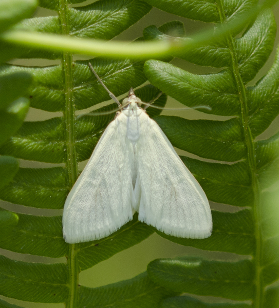 Sitochroa9384