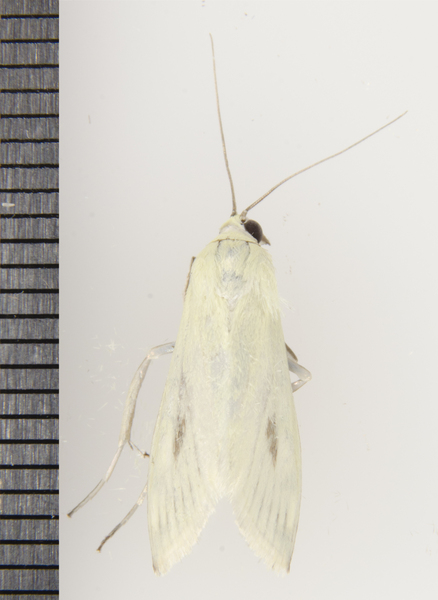 Sitochroa9855