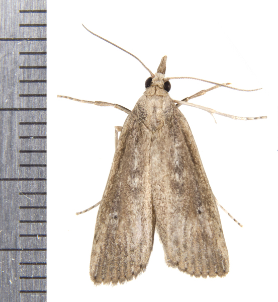 Thopeutis9791