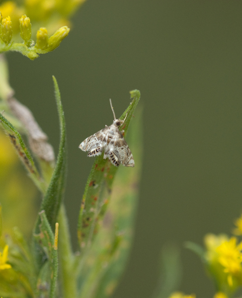 moth3652