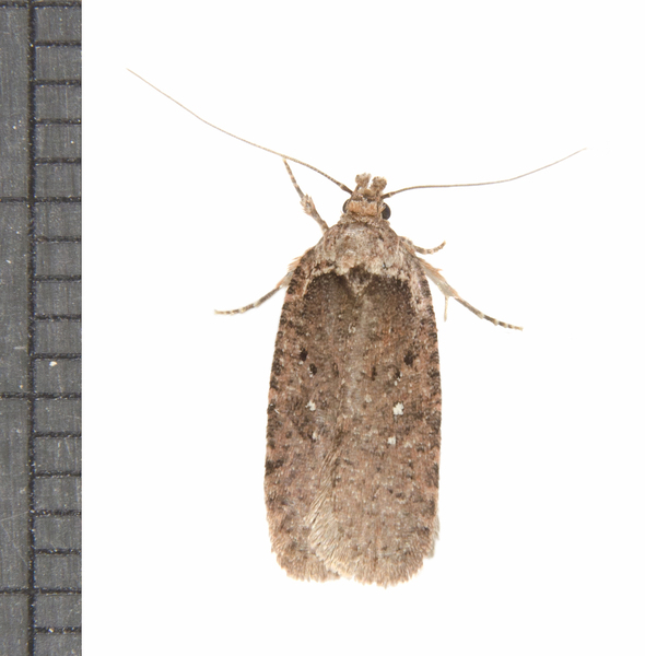 Agonopterix0474