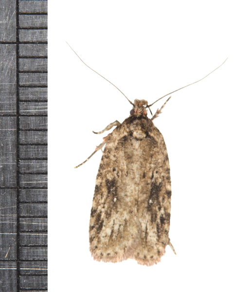 Agonopterix0525