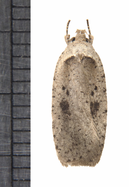 Agonopterix0545