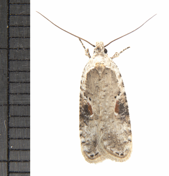 Agonopteryx9665