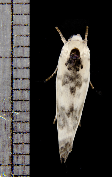 Antaeotricha4484