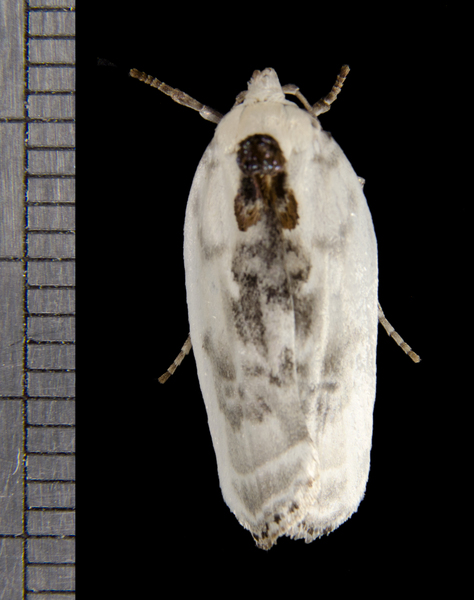 Antaeotricha5027