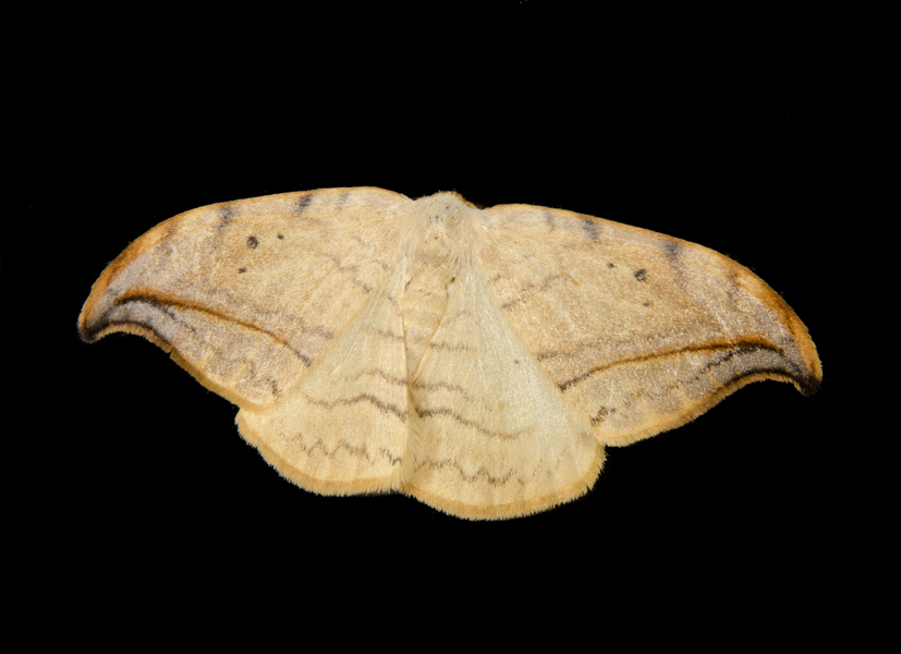 Drepana0513