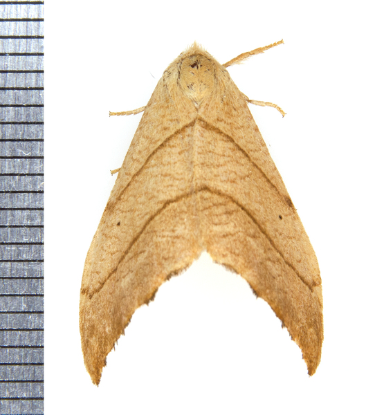 Drepana9768