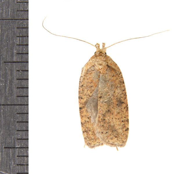 Agonopterix1071