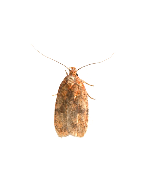 Agonopterix3076
