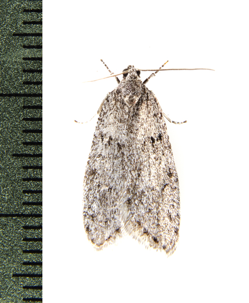 Semioscopis1242