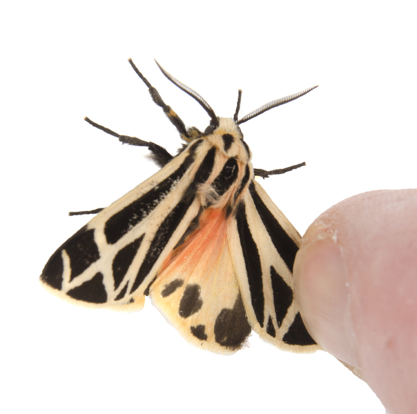 Apantesis3374