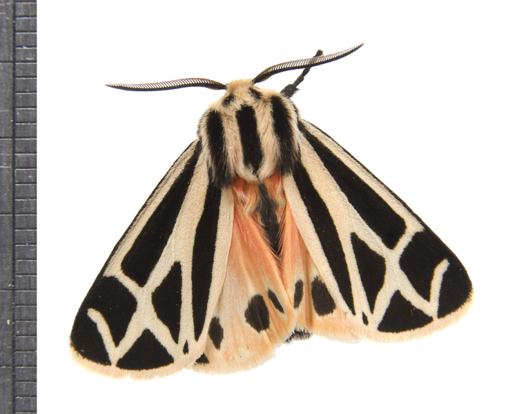 Apantesis6746