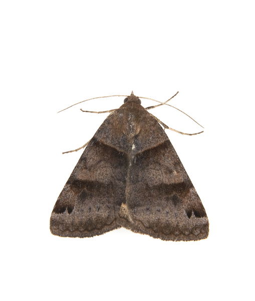 Caenurgia2096