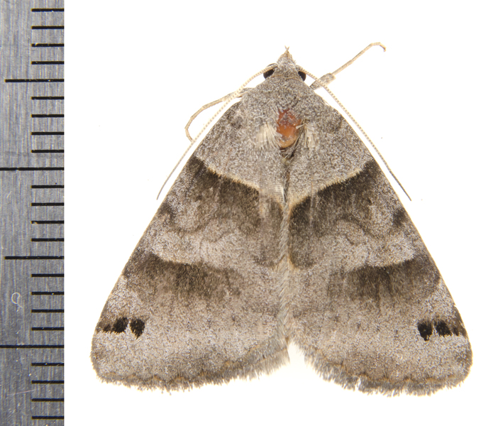 Caenurgina9927