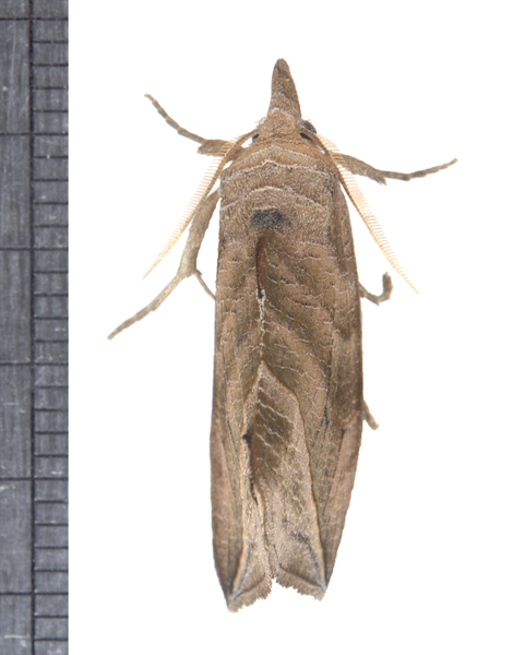 Calyptra5644