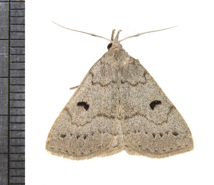 Chytolita4407