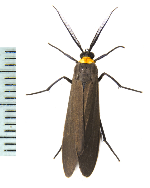 Cisseps7963