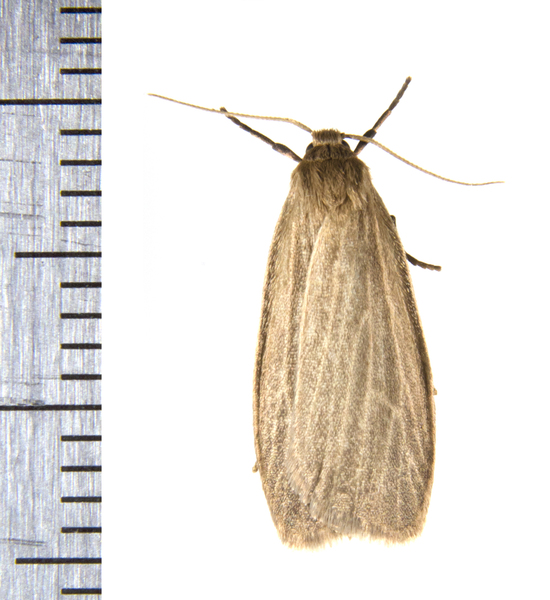 Crambidia0518
