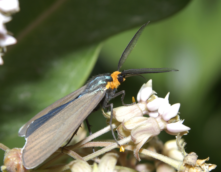 Ctenucha0097