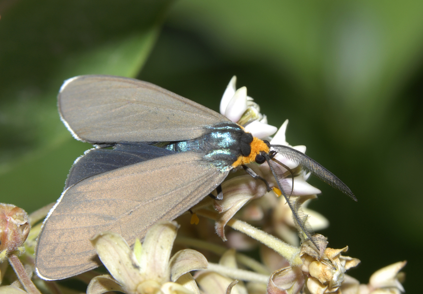 Ctenucha0098