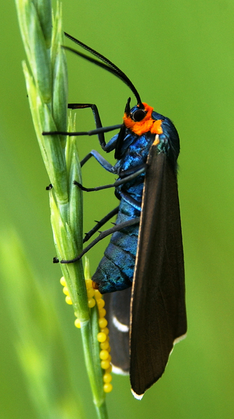Ctenucha_virginica5050a
