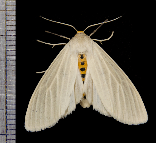 Cycnia4744