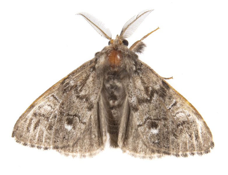 Dasychira2456