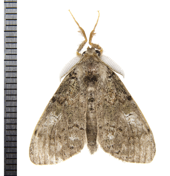 Dasychira9328