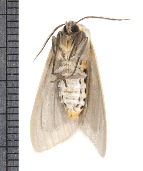 Euchaetes4821