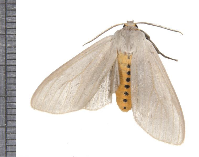 Euchaetes4824