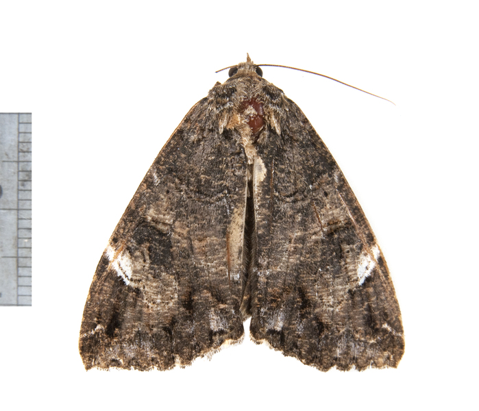 Euparthenos3483