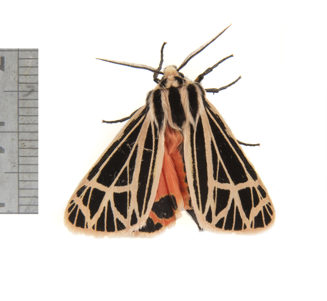 Grammia3247
