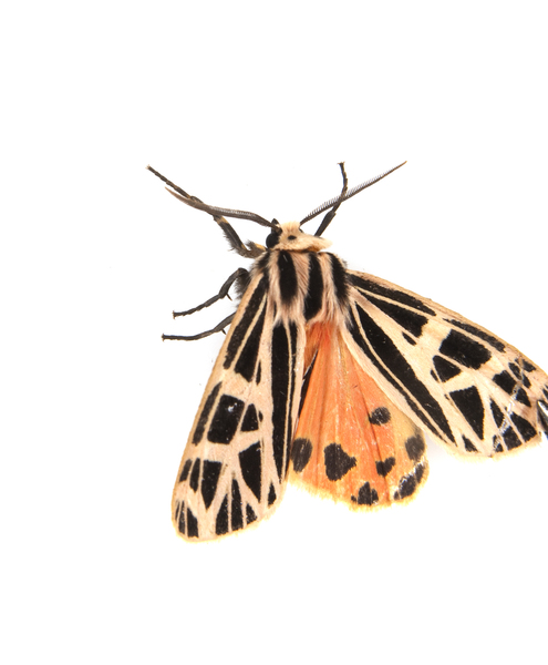 Grammia3511
