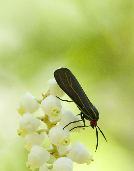 arctiid0797