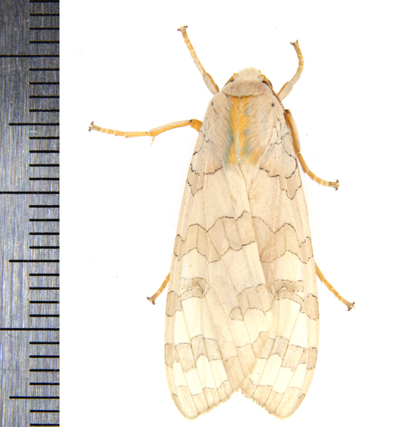 Halysidota9857