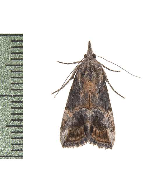 Hypena3845