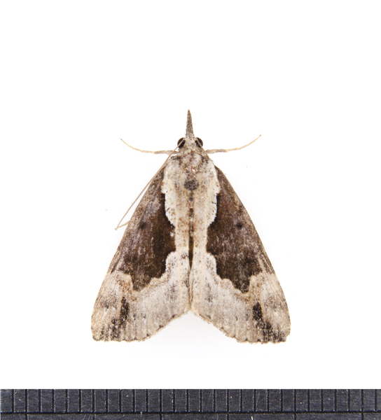 Hypena4079