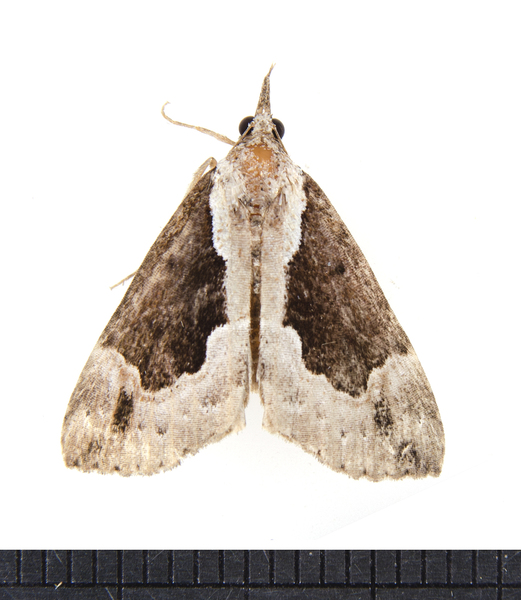 Hypena4113