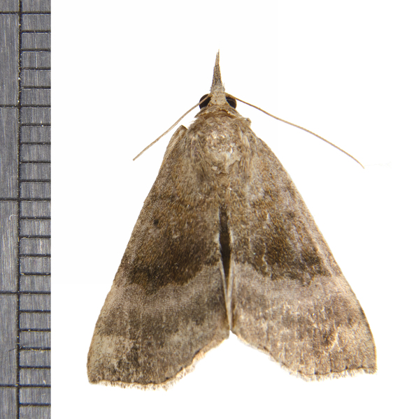 Hypena6923