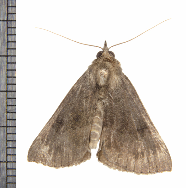 Hypena7014