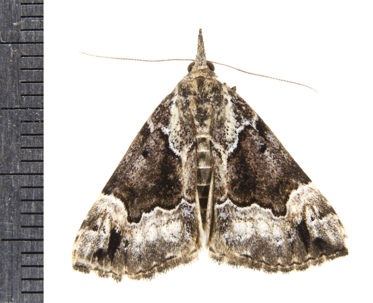 Hypena9194