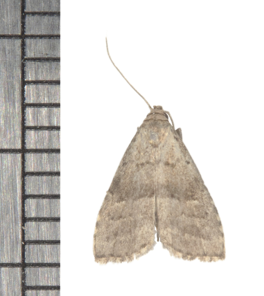 Hypenodes5861