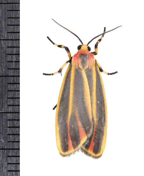 Hypoprepia9257