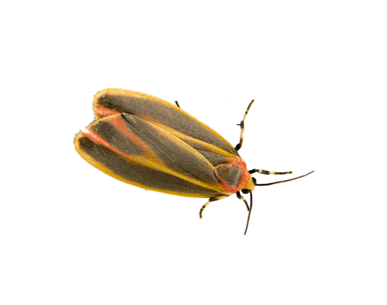 Hypoprepia_fucosa3290