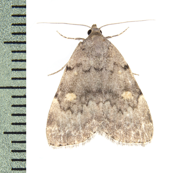 Idia5564