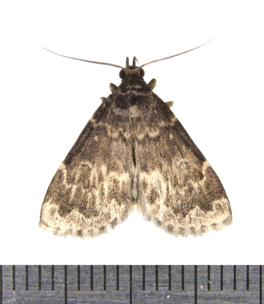 idia9479