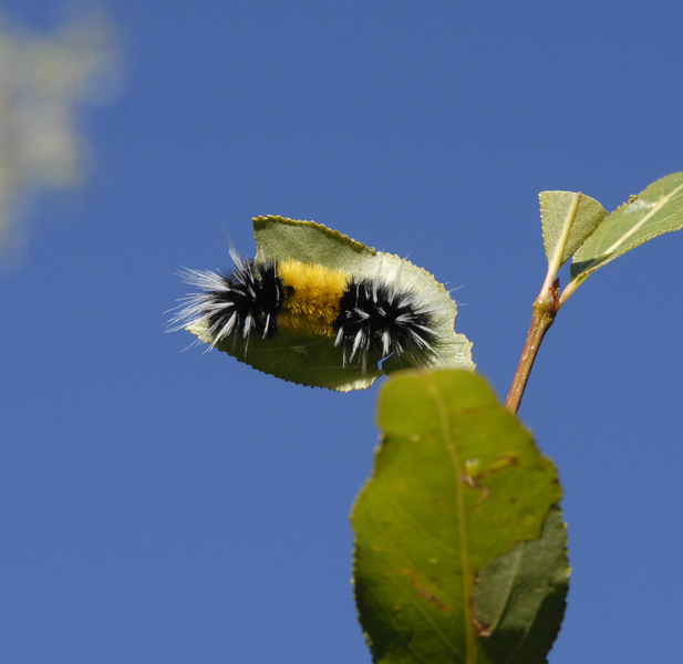 Lophocampa5377